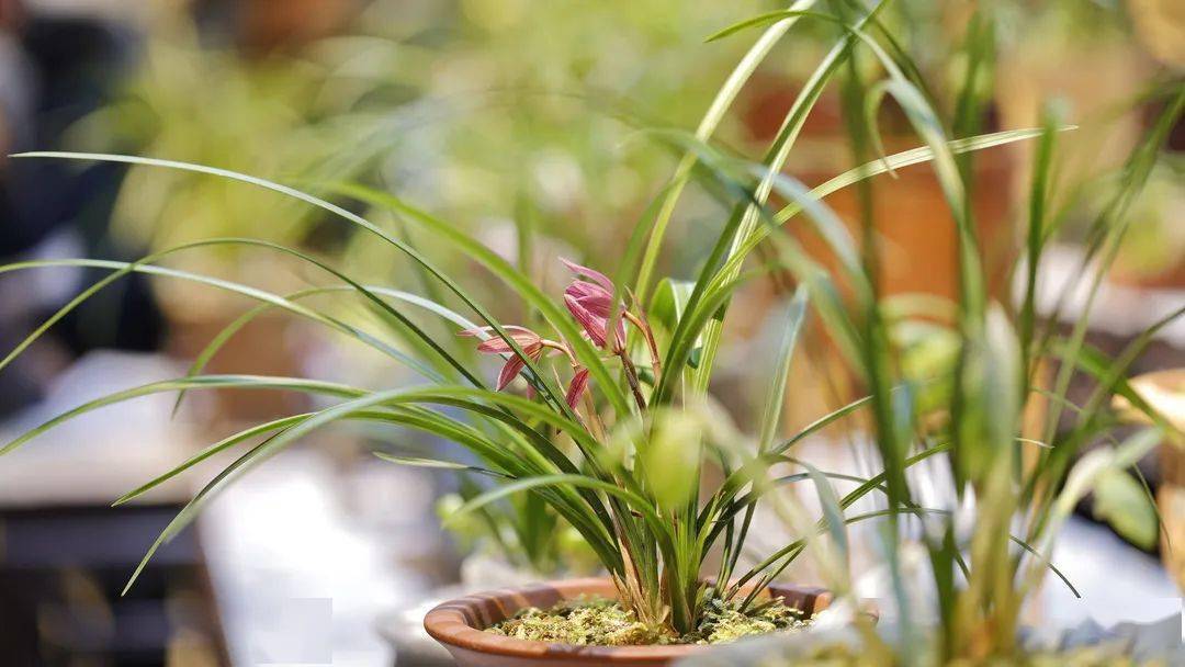 兰花节_兰界_文化