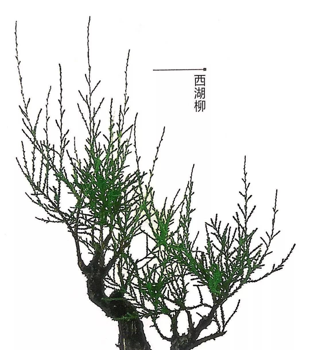 珍藏:推荐三十款微型盆景制作的常用树种,任性玩盆景第一辑!