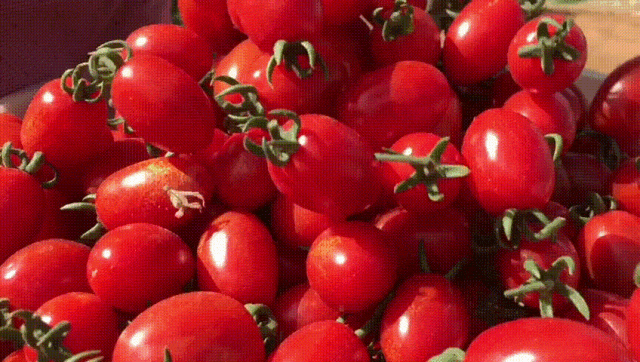 尝鲜采摘正当时!蓝关街道蓝城堡生态农场西红柿,圣女果成熟啦