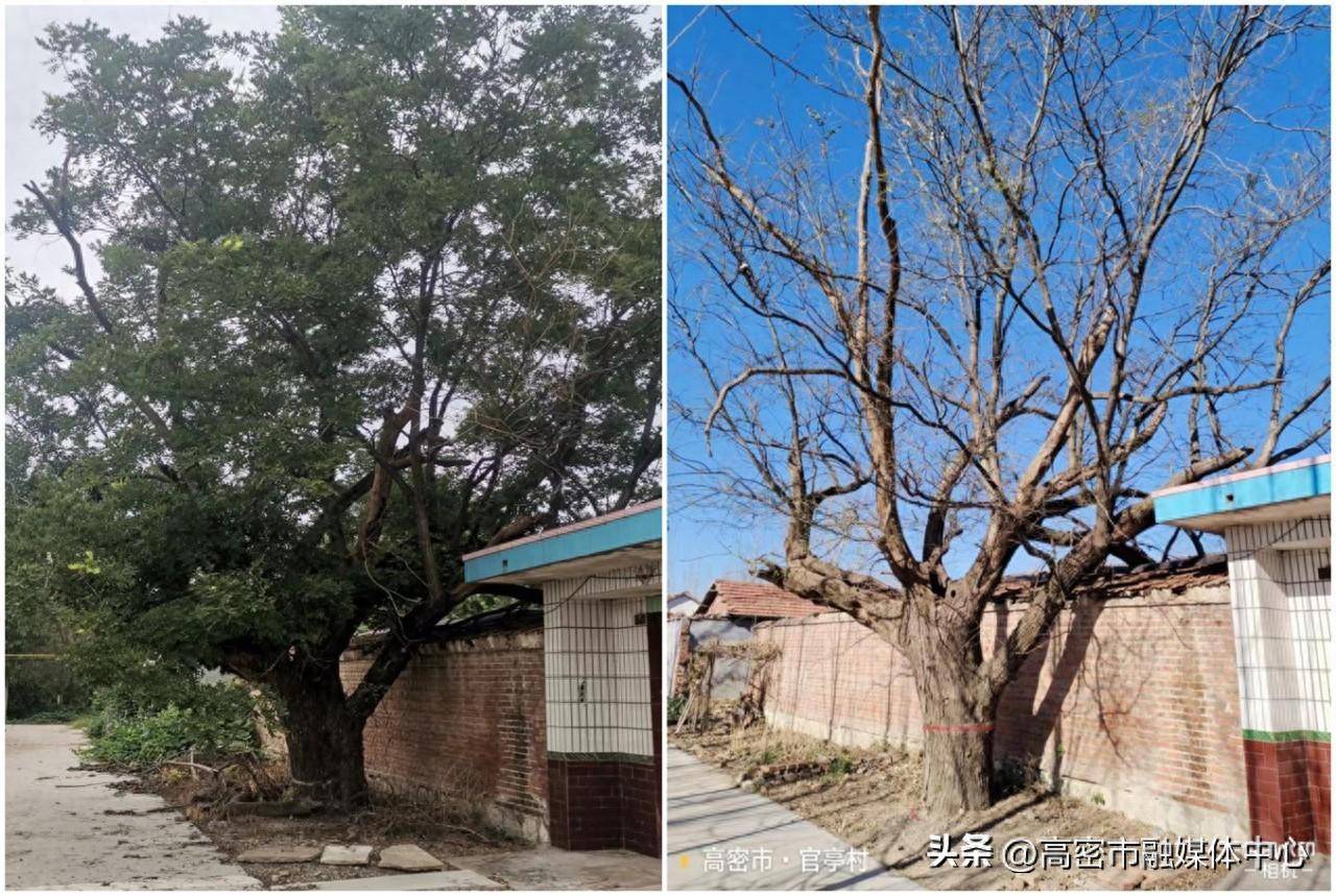 古树名木保护——"每周一树"系列之潍坊高密阚家镇