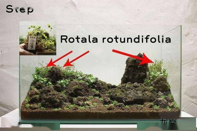 16在种植完水草后用喷水器喷水这是一个重要的步骤,在种植完水草后,用