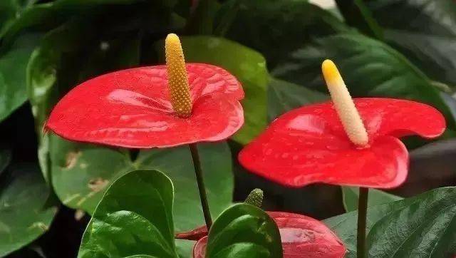 记住后保你啥花都认识!_牡丹花_玫瑰_海棠