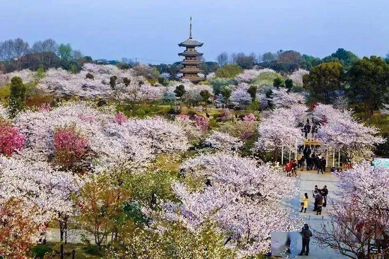 两大樱花胜地,坐国内首条空轨,赏巴楚演艺,纯玩高铁4天