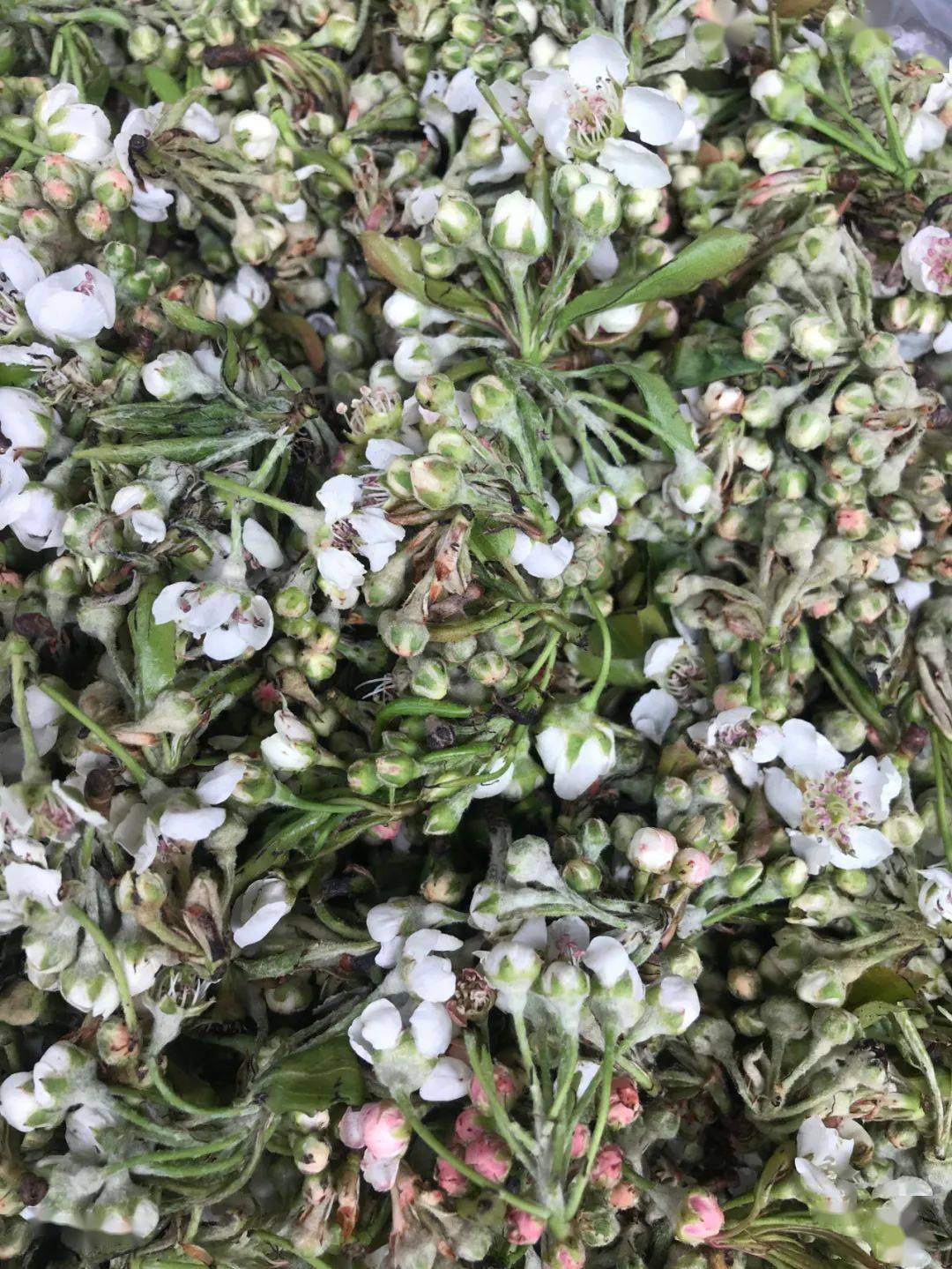 棠梨花_金雀花_美味