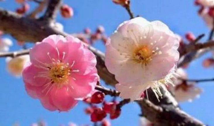 《梅香曲》配梅花图,太美了,沁人心脾!_龙游梅_李梅_水梅