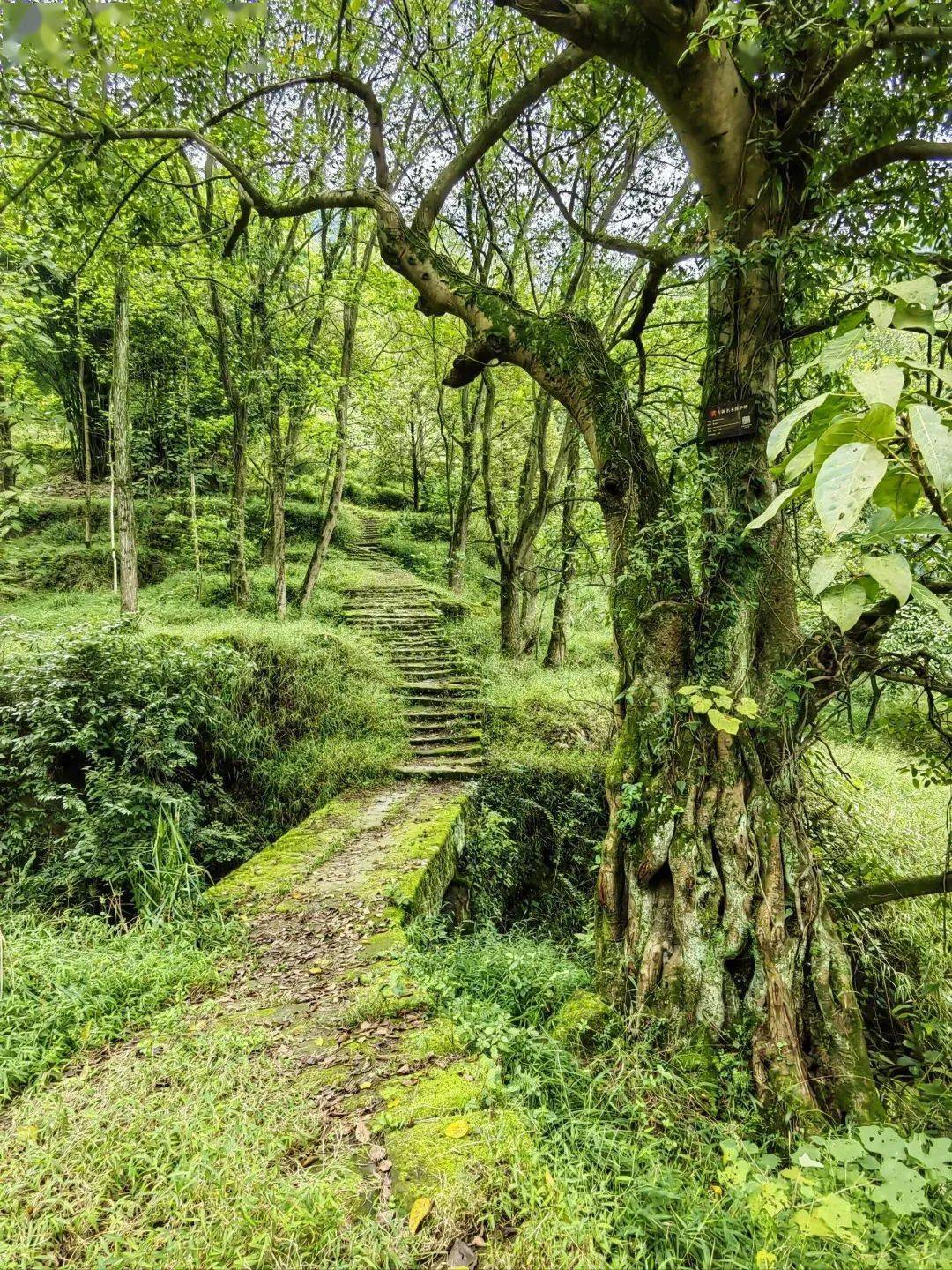 就可以看见有一条路被墙封堵,从左边跨步过去,就到了巴王洞的主道路.