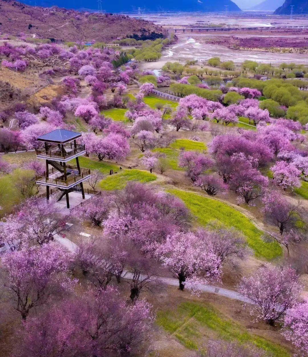 村庄,田野,河流,古桃树嘎拉桃花村是每年桃花节的主会场最动人的一场