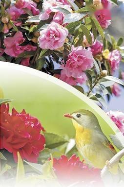 山茶花_城市_植物园