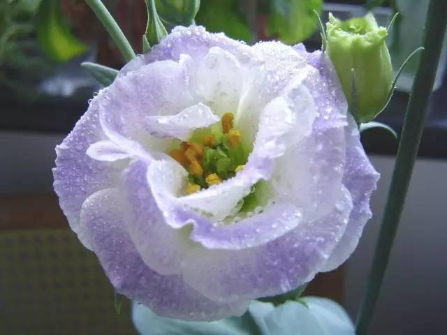 史上最全花语大全,赶紧收藏!_风信子_白色_爱情