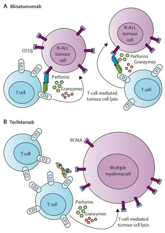 目前有4种bsab 获批上市structure ofapproved t-cell redirecting