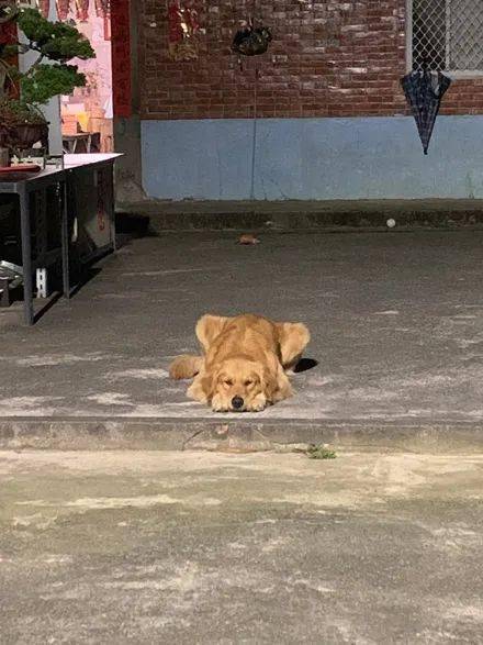 金毛在院子里趴着,一脸忧心忡忡的表情,孩子有心事了!_镜头_壁虎_主人