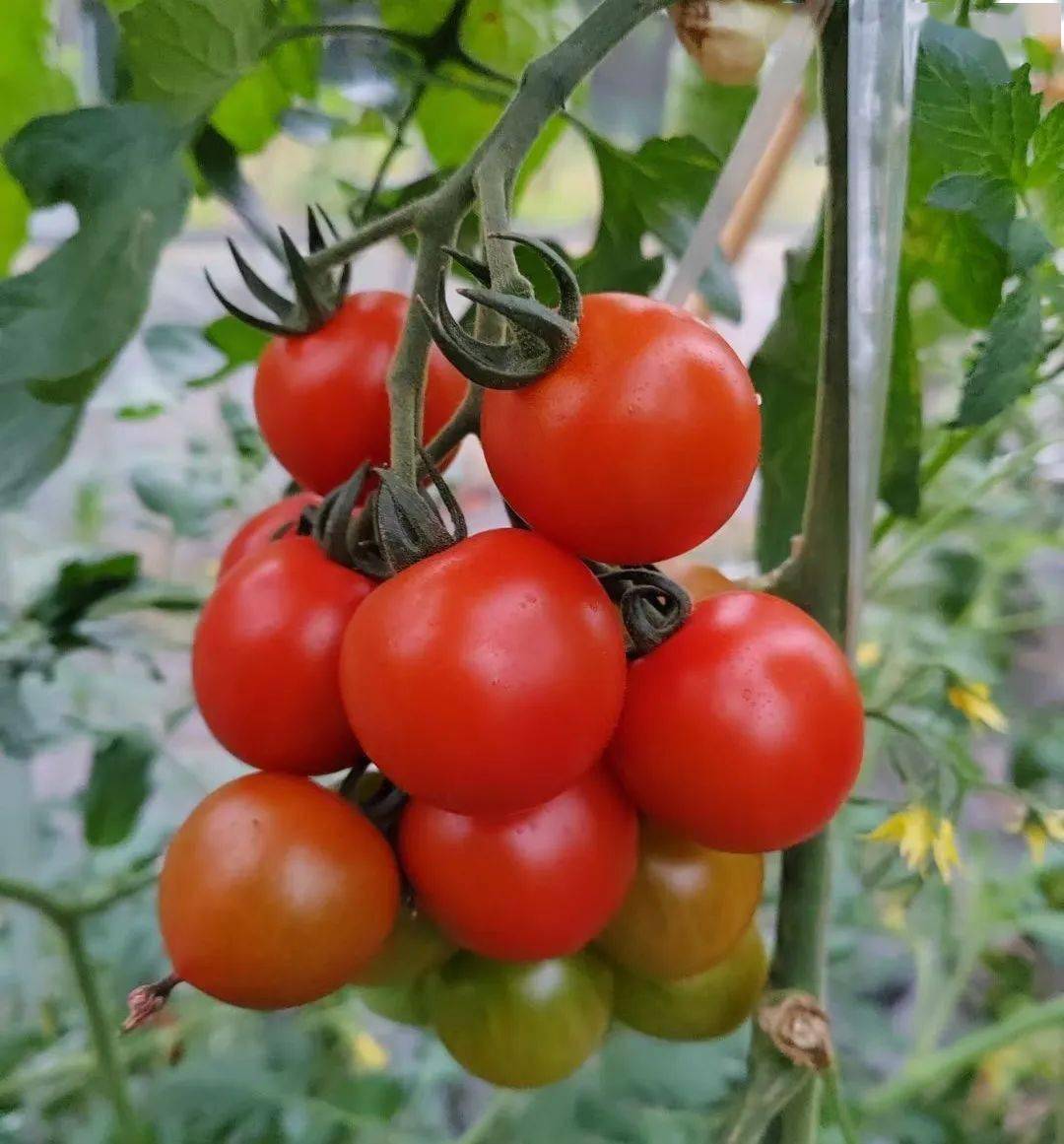 戴安娜番茄品种介绍图片