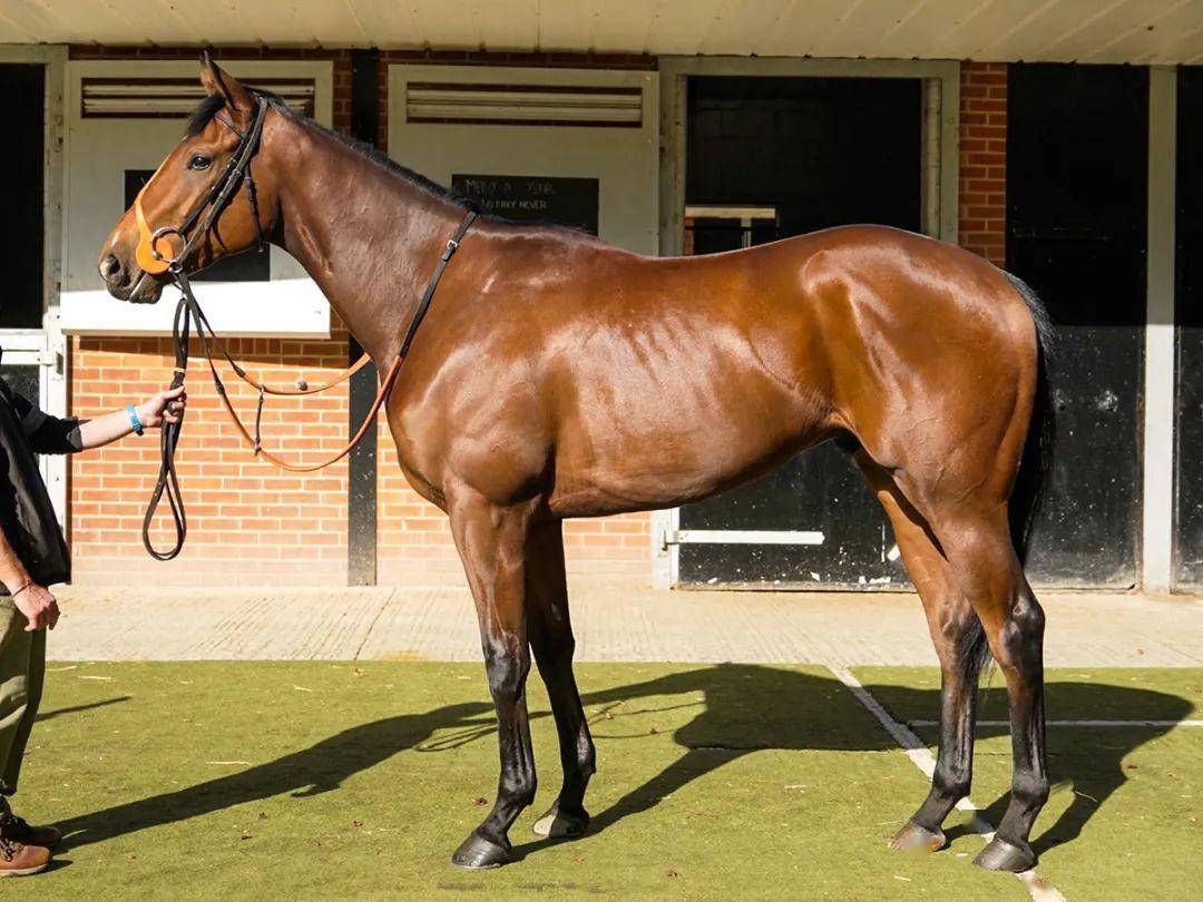 这匹"摘星勇骥"子嗣将在中国出售_澳洲_编号_下图