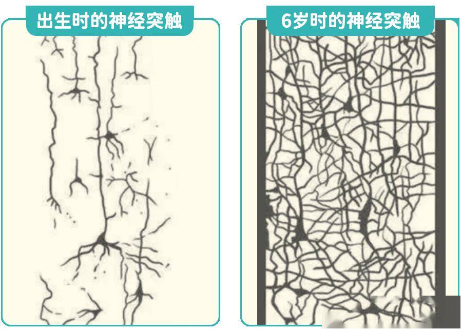 突触单向传递简图方向图片