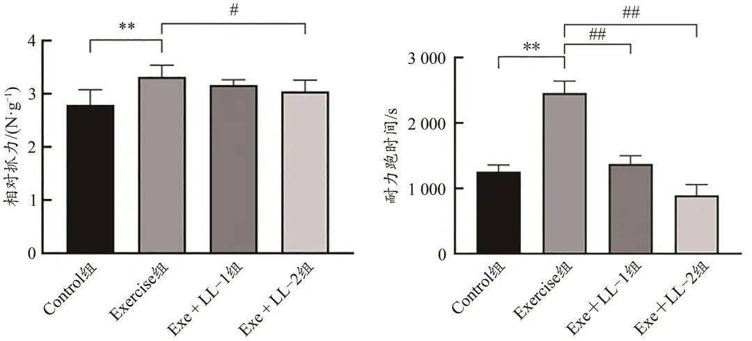 持续光照对大鼠有氧运动后骨骼肌质量及运动耐力的影响_线粒体_bmal