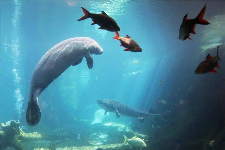 67春日来长隆 61 宠你有花招|67走进 —— 珠海长隆海洋王国