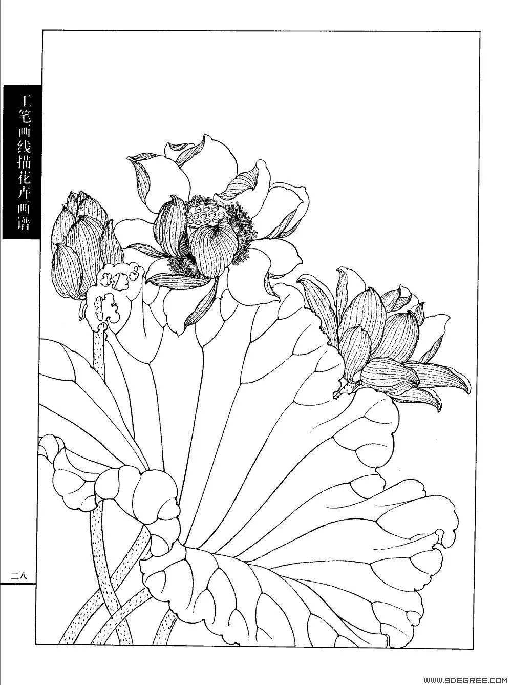工笔荷花白描画谱120幅