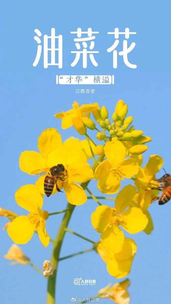 祝福_别名_郁金香