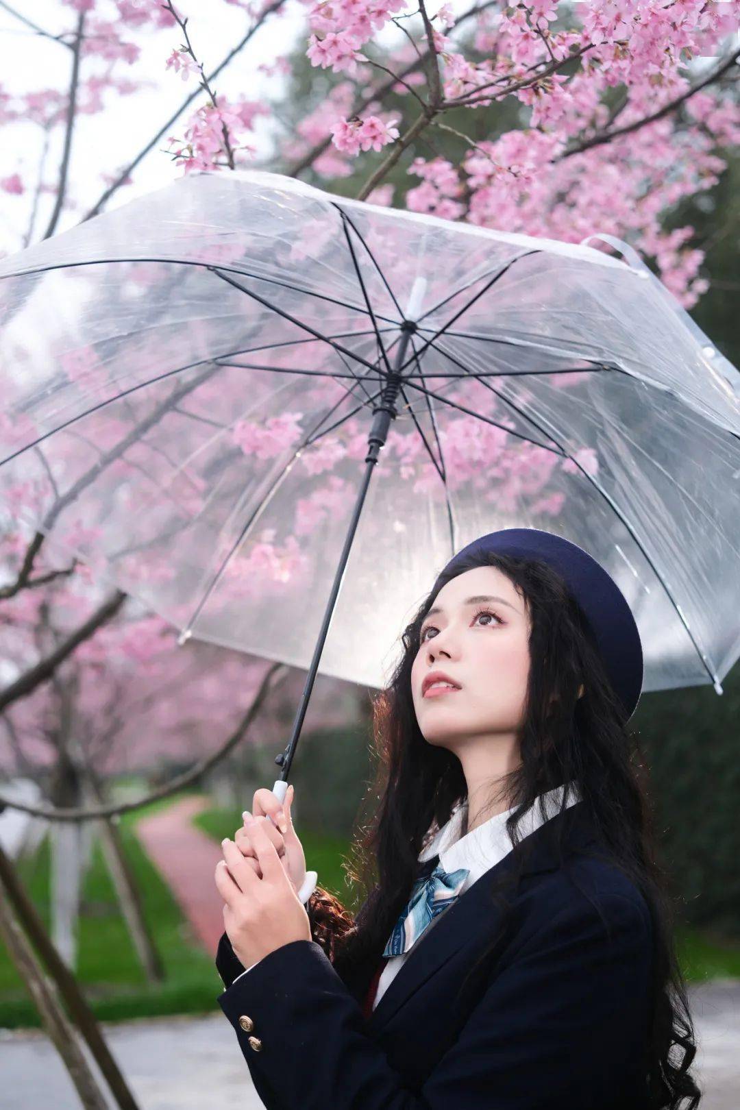 江西的早樱开了_樱花_大道_南昌