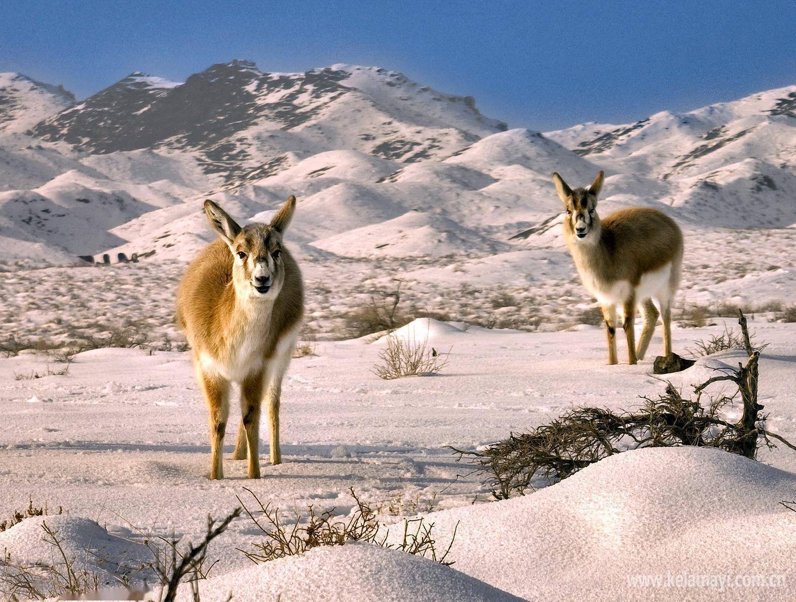 鹅喉羚踏春觅食_克拉玛依区_周边_荒漠