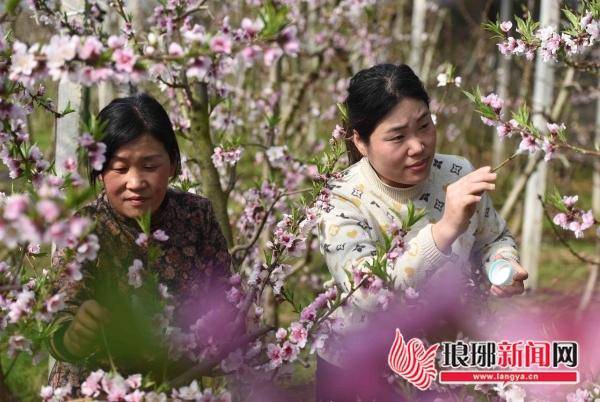 临沂郯城:"文旅桃花"开满增收路_马头镇_发展_种植园