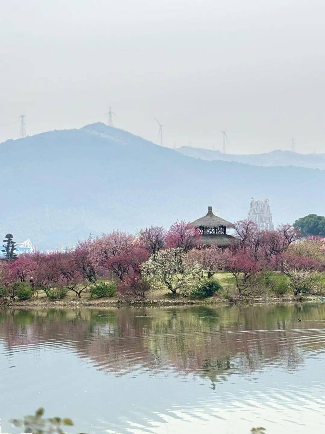 古风美人△绿萼梅网红大道都充盈着独属于龙之梦春天的传奇每一个