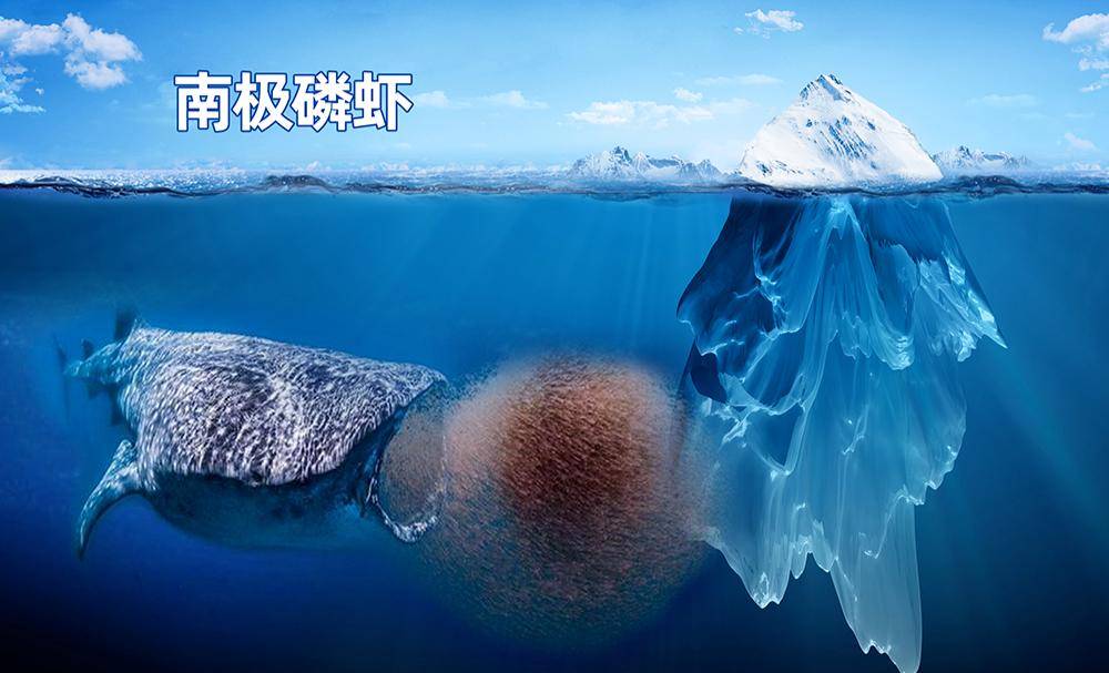 南极_磷虾_廖康