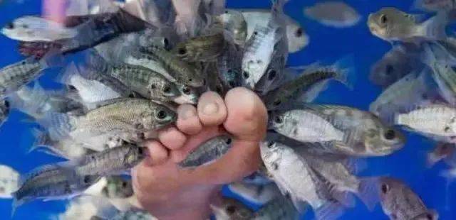 恐怖的温泉鱼疗:吃脚皮,治脚气全是假象,整条鱼进去只剩骨架_小鱼