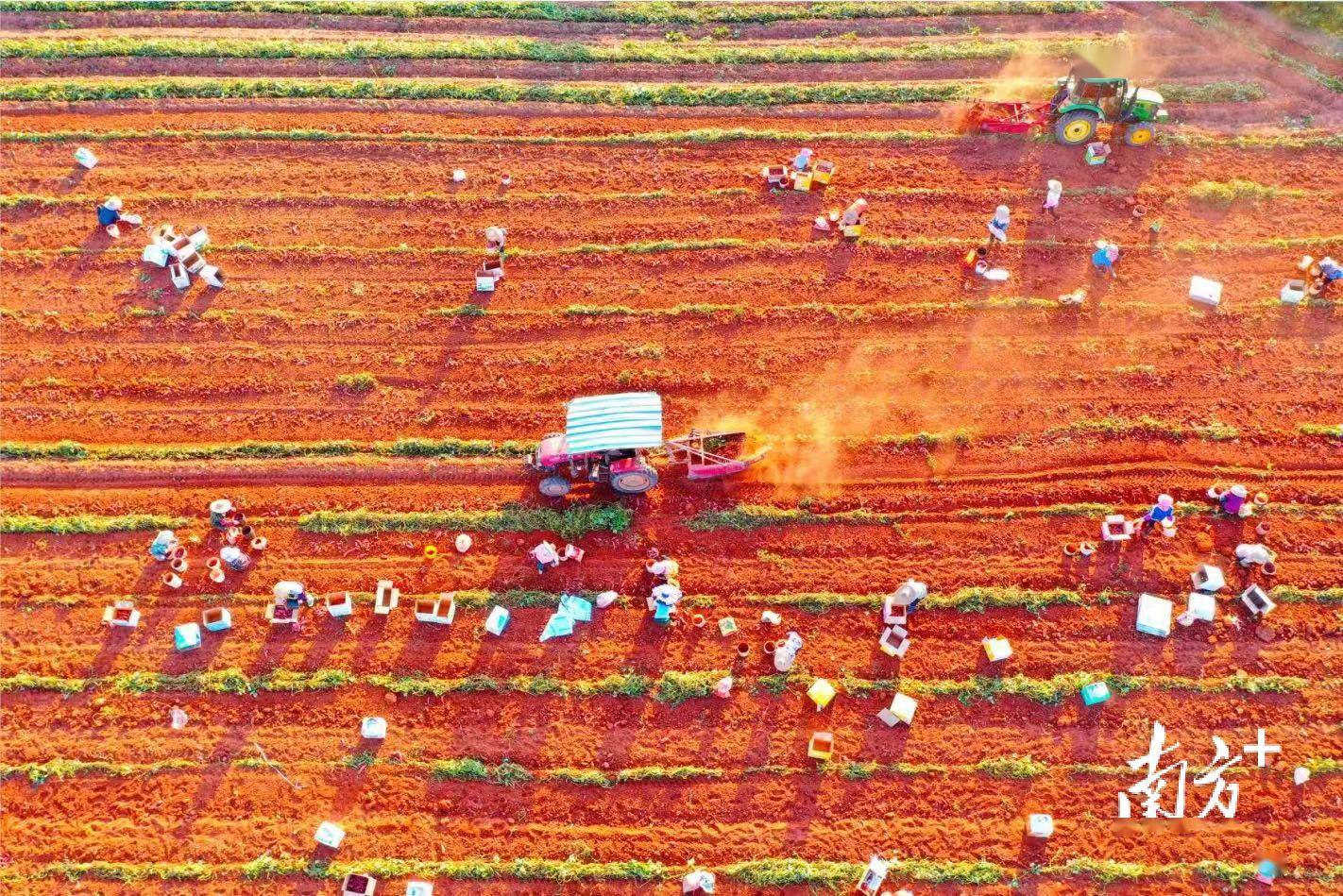 广湛对口帮扶协作在雷州大地上开花结果_种植_杨家镇_产业