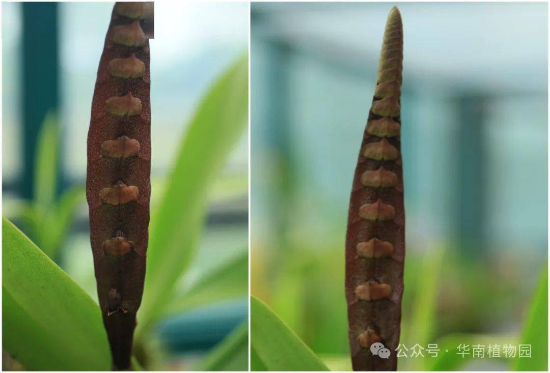 请注意请注意,大眼镜蛇出没!