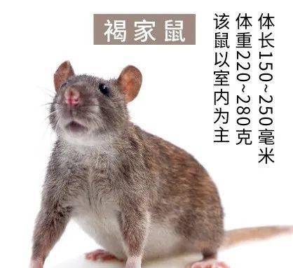 (上篇)一起行动,追踪发现鼠迹_老鼠_活动_气味