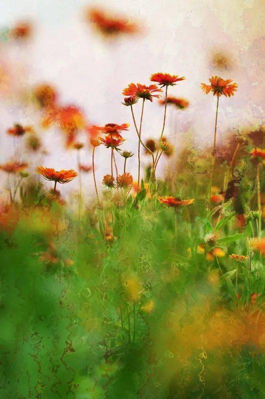 早读| 正月十八,愿你的人生一路繁花_内心_丰盈_生命