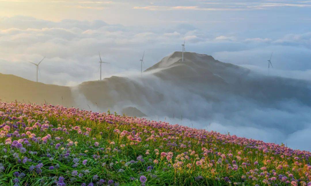 走入花海中,感受漫天的浪漫;观景台眺望,蓝天和白云触手可及;充满诗情