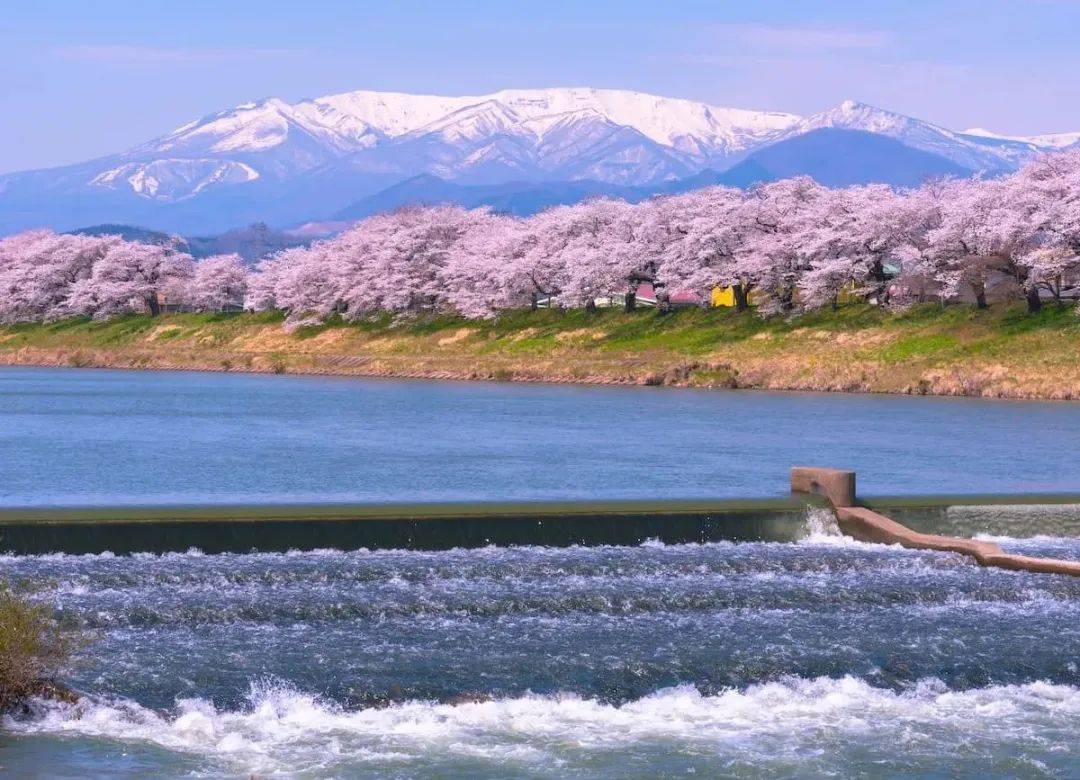 春三月,谁能拒绝开满樱花的日本?_包图网_赏樱_公园