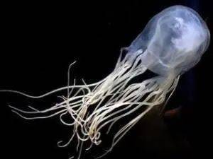 【探秘海洋】海洋中的"透明杀手"——箱水母_眼睛_文章_世界