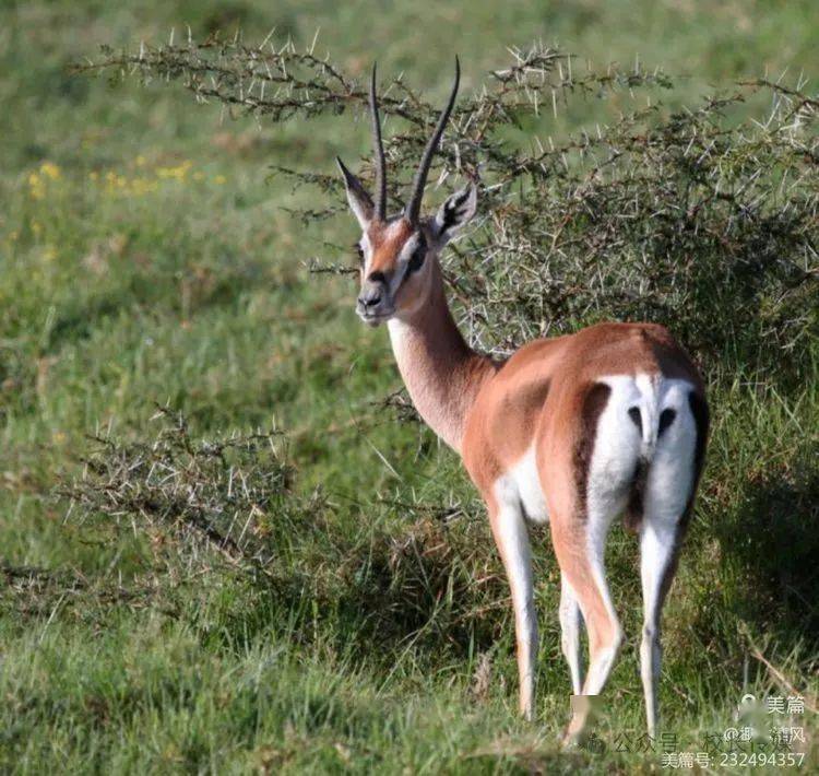 椰林清风:走进非洲(连载8)_黑人_羚羊_森林