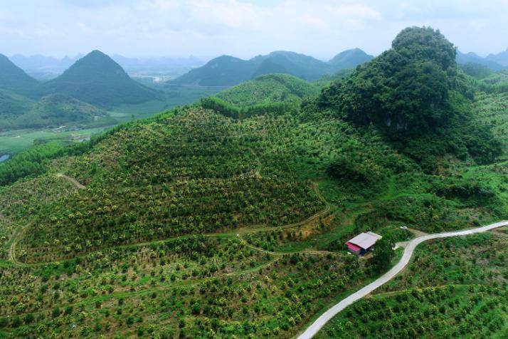 来宾林业:厚植绿色满目新_工作_林长_油茶