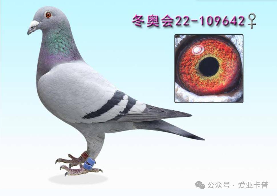 冬奥会22-109642雌黄金配对直孙女_决赛_关鸽_长阳