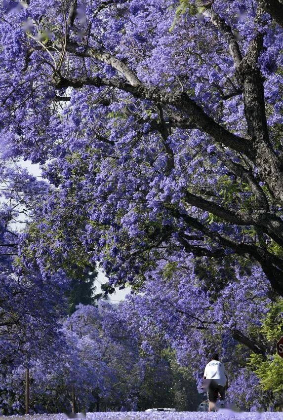 2024洛杉矶赏花指南出炉!_版权_开花_罂粟