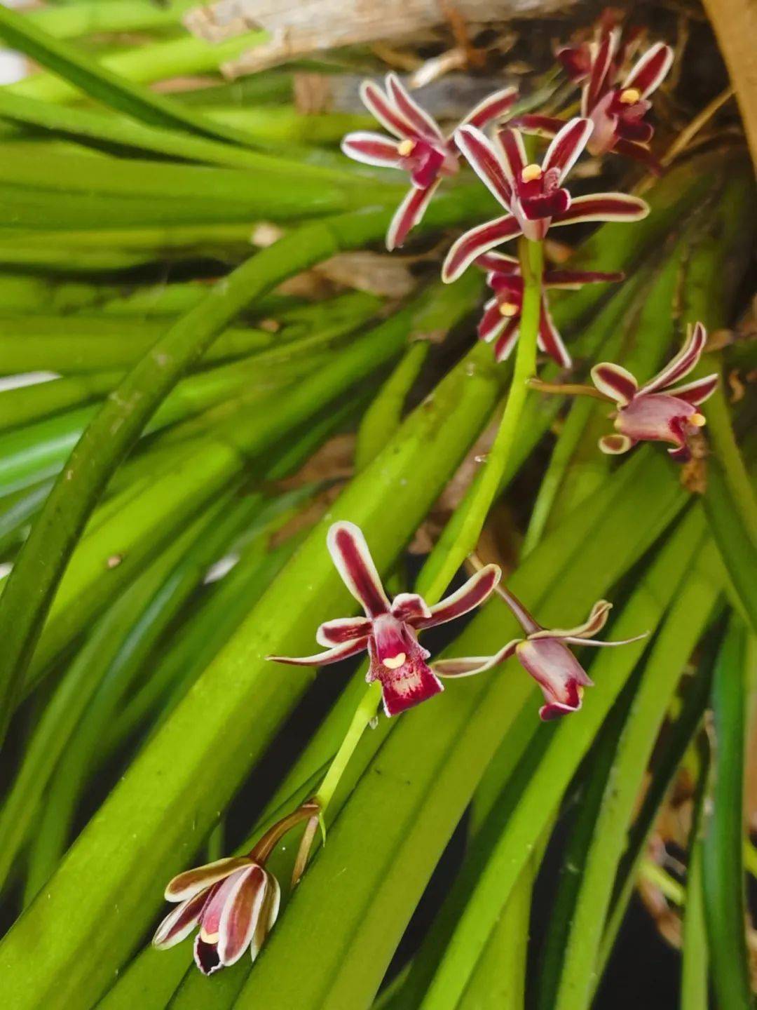 植物篇:硬叶兰【云南西双版纳国家级自然保护区动植物科普】_兰科