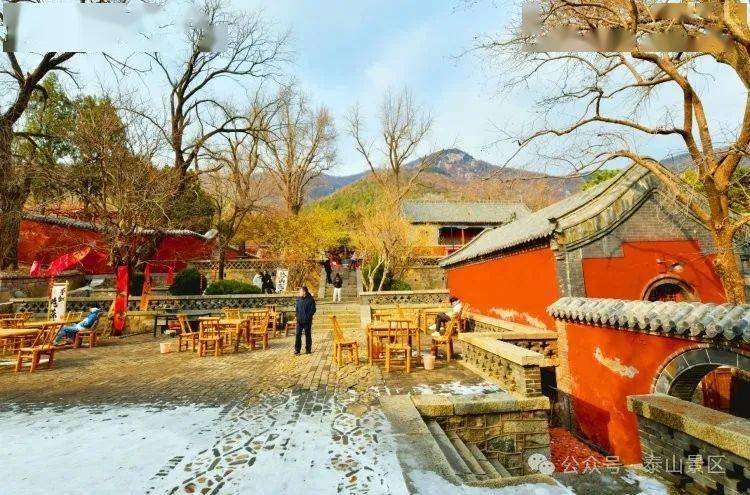 蜡梅花开|走进泰山普照寺,收获初春醉美光景_版权_景区_花朵