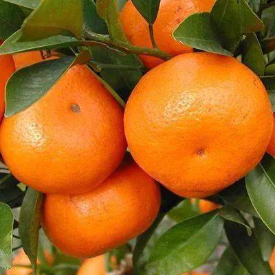 上海市果品行业协会带大家看特色水果众多的江苏