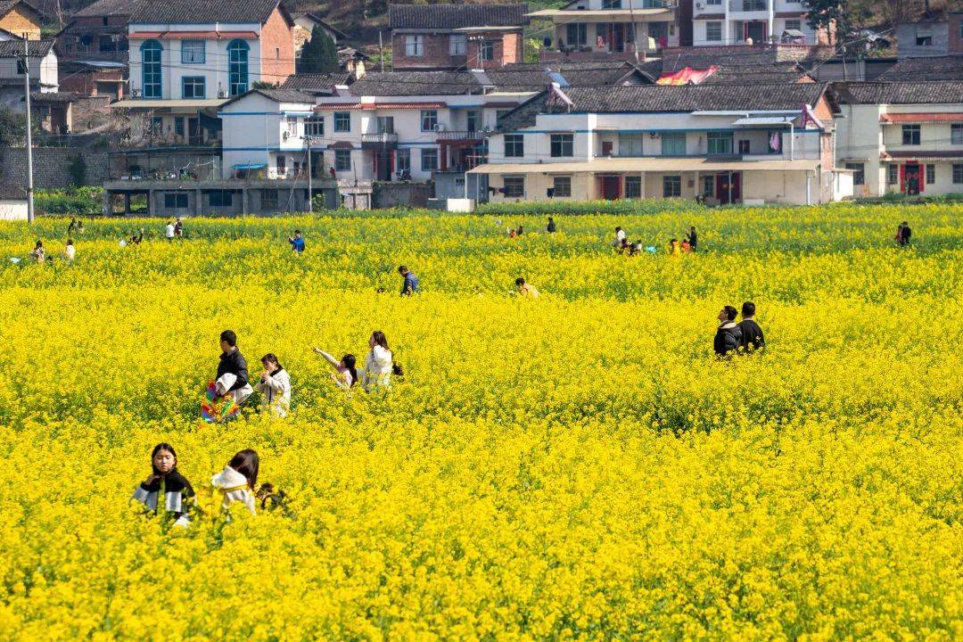 南川三秀油菜花门票图片