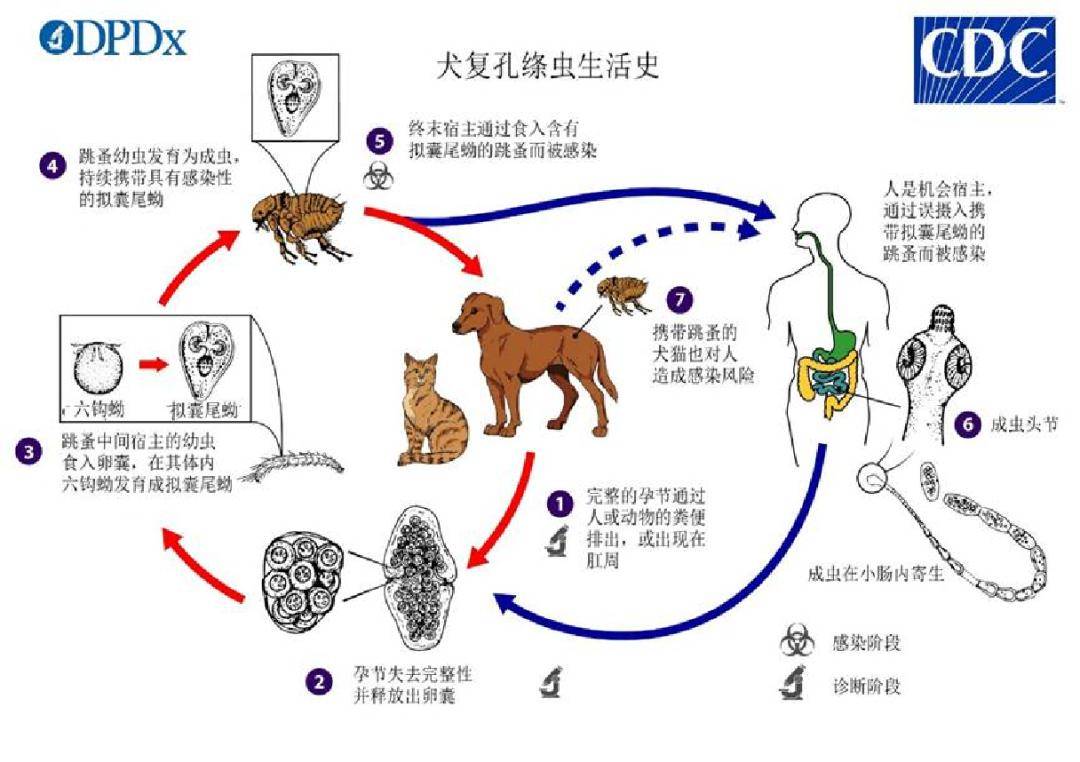 《中国伴侣动物寄生虫地图-兽医快讯》-跳蚤_宠物_环境_猫狗