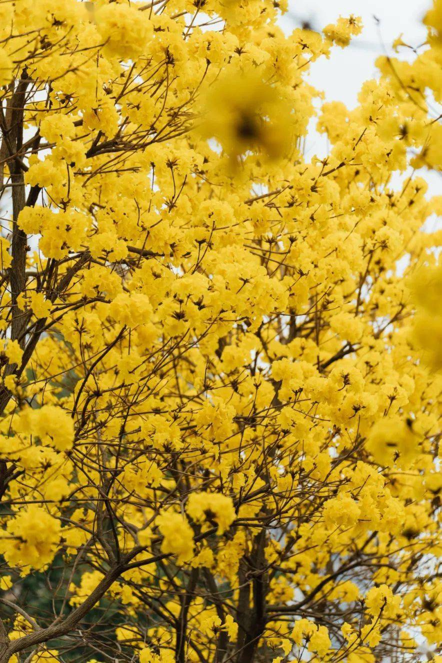 绿色越秀 | 春光灿烂!光孝寺黄花风铃木盛开