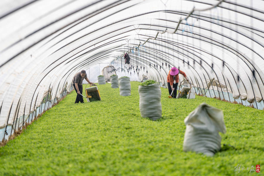 青浦区白鹤镇一大棚内,种植户田洪美和老婆忙着收割春菜