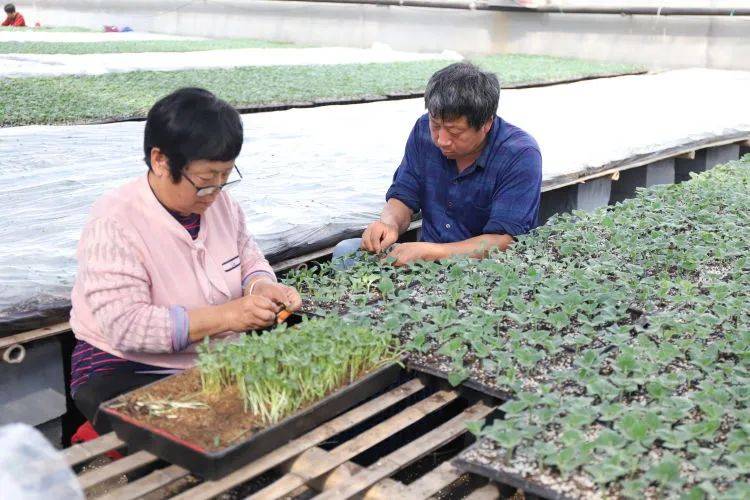 在希望的田野上,章丘这里已是绿意盎然,丰收在望~_甜瓜_销售_山东