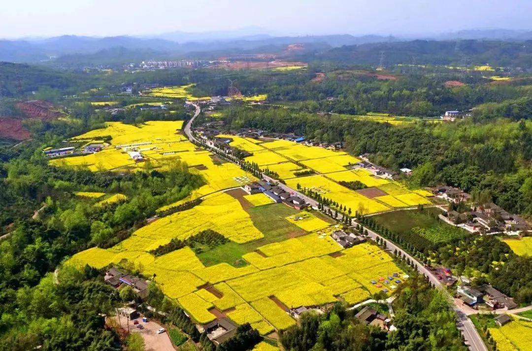 再过几日,竹艺村旁的重庆路上,油菜花开遍,更值得去一趟了!