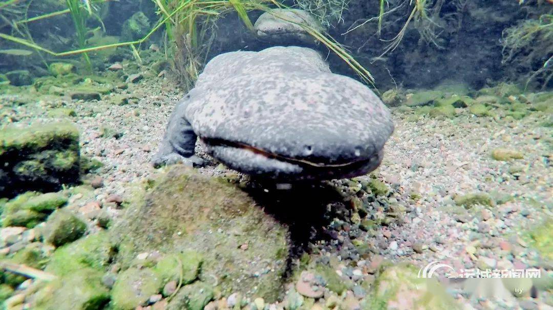 各县动态 | 垣曲六宝_娃娃鱼_繁育_黑木耳