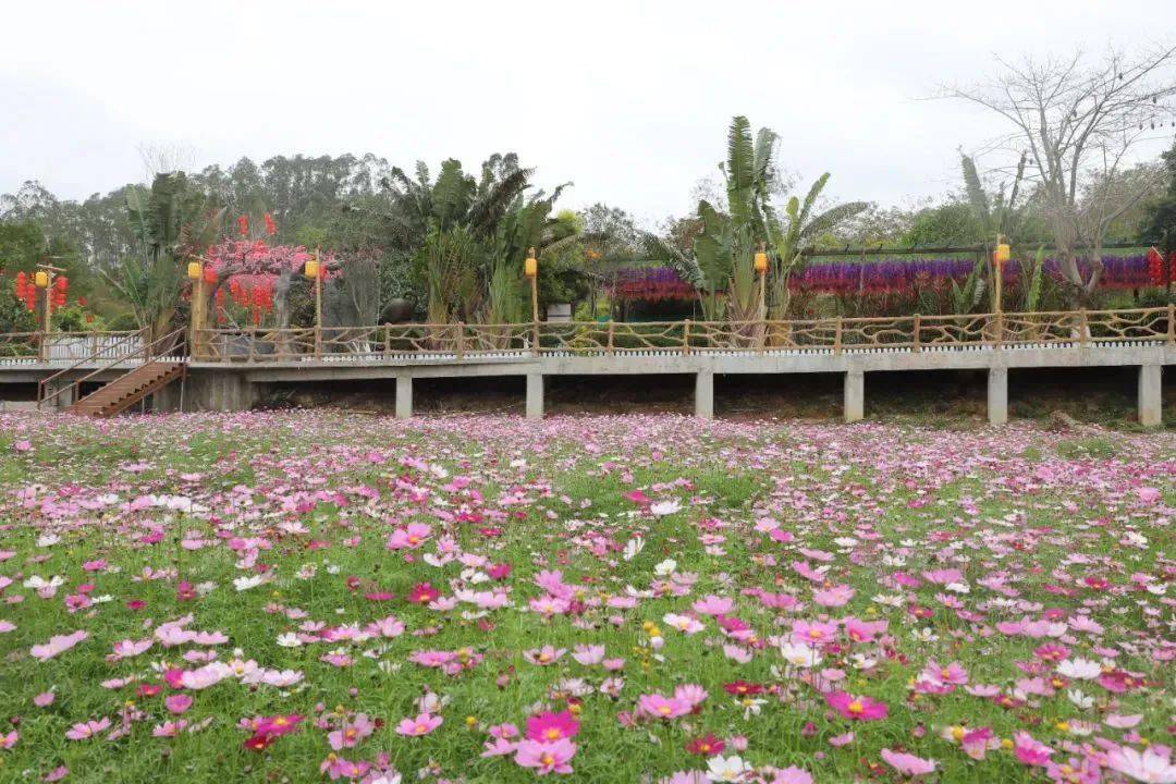 春天的田园寨,在阳光下孕育着新的生命力田园寨还有一整片格桑花,毛